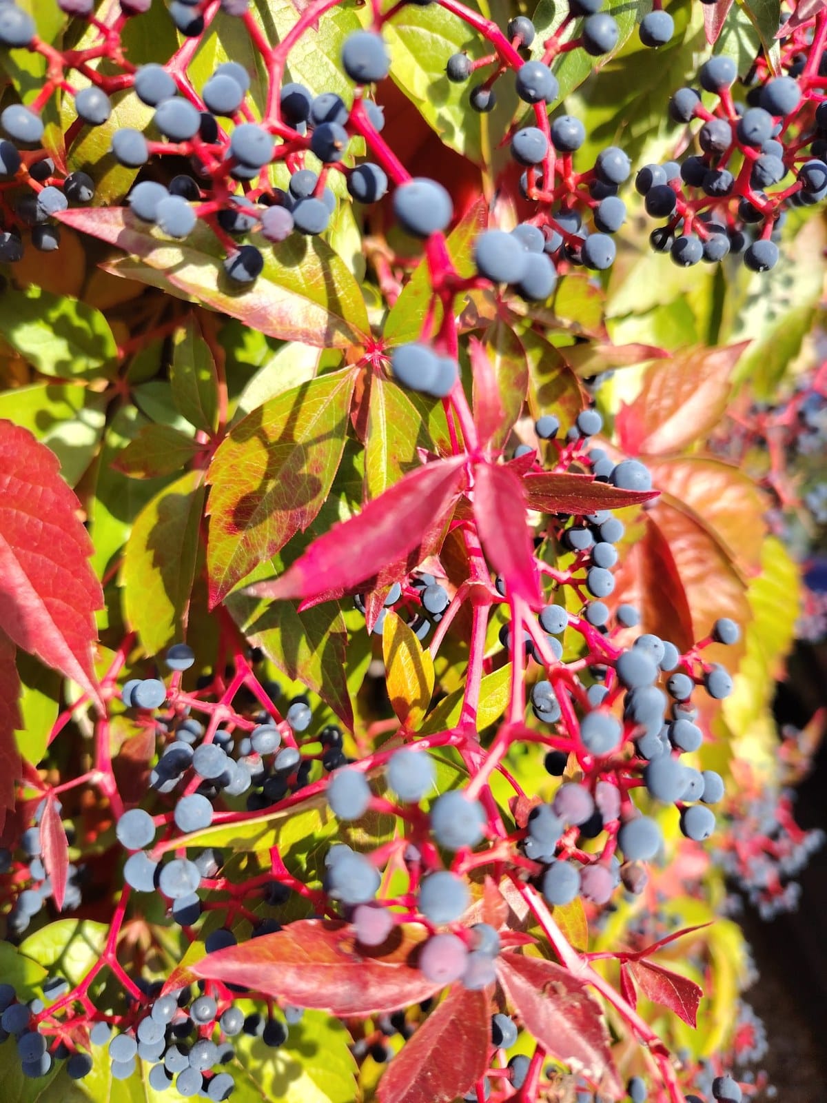 Late season wildflowers and seedpods catching the rich September light