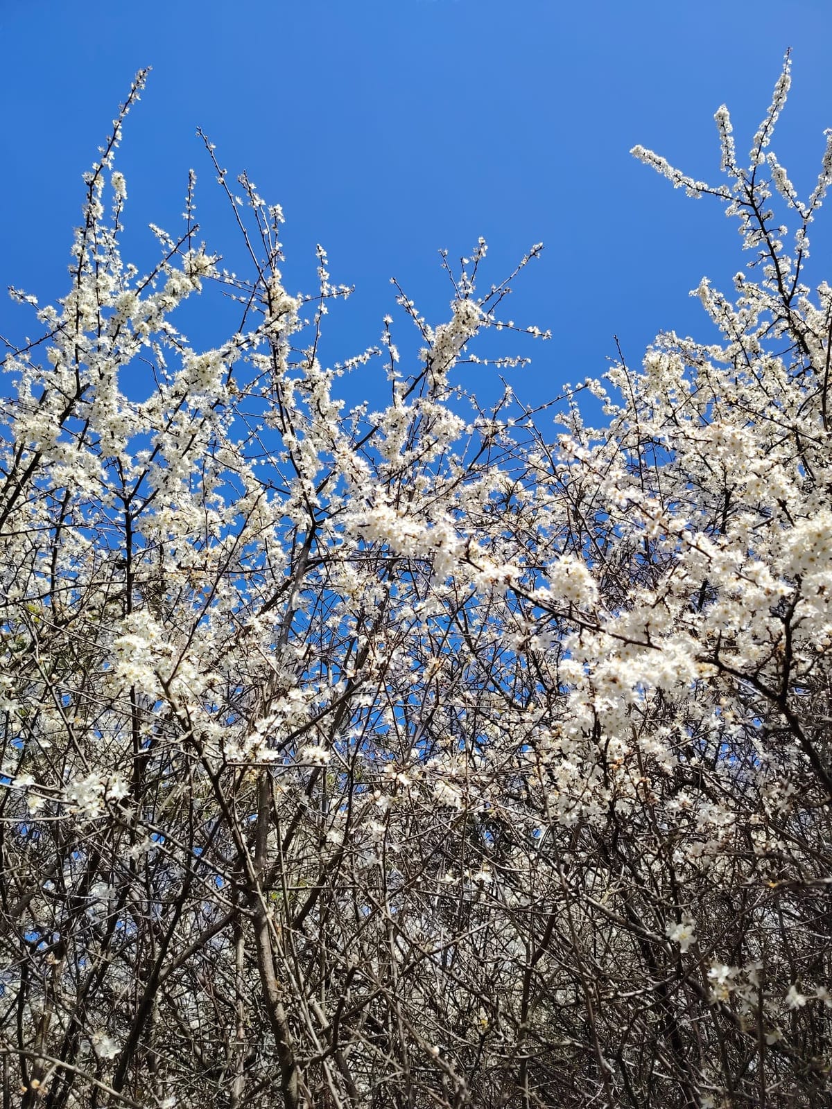 Blackthorn blossom against a deep blue sky Lana photographed for reference