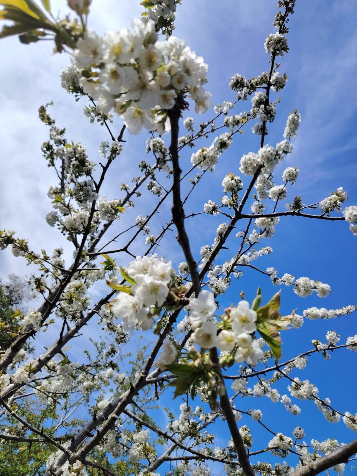 Blossom branches against a cloudy sky Lana photographed for reference