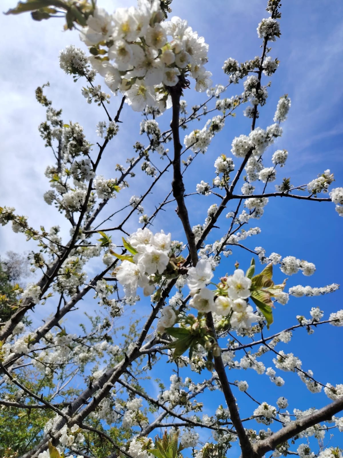 Blossom branches against the sky Lana photographed for reference