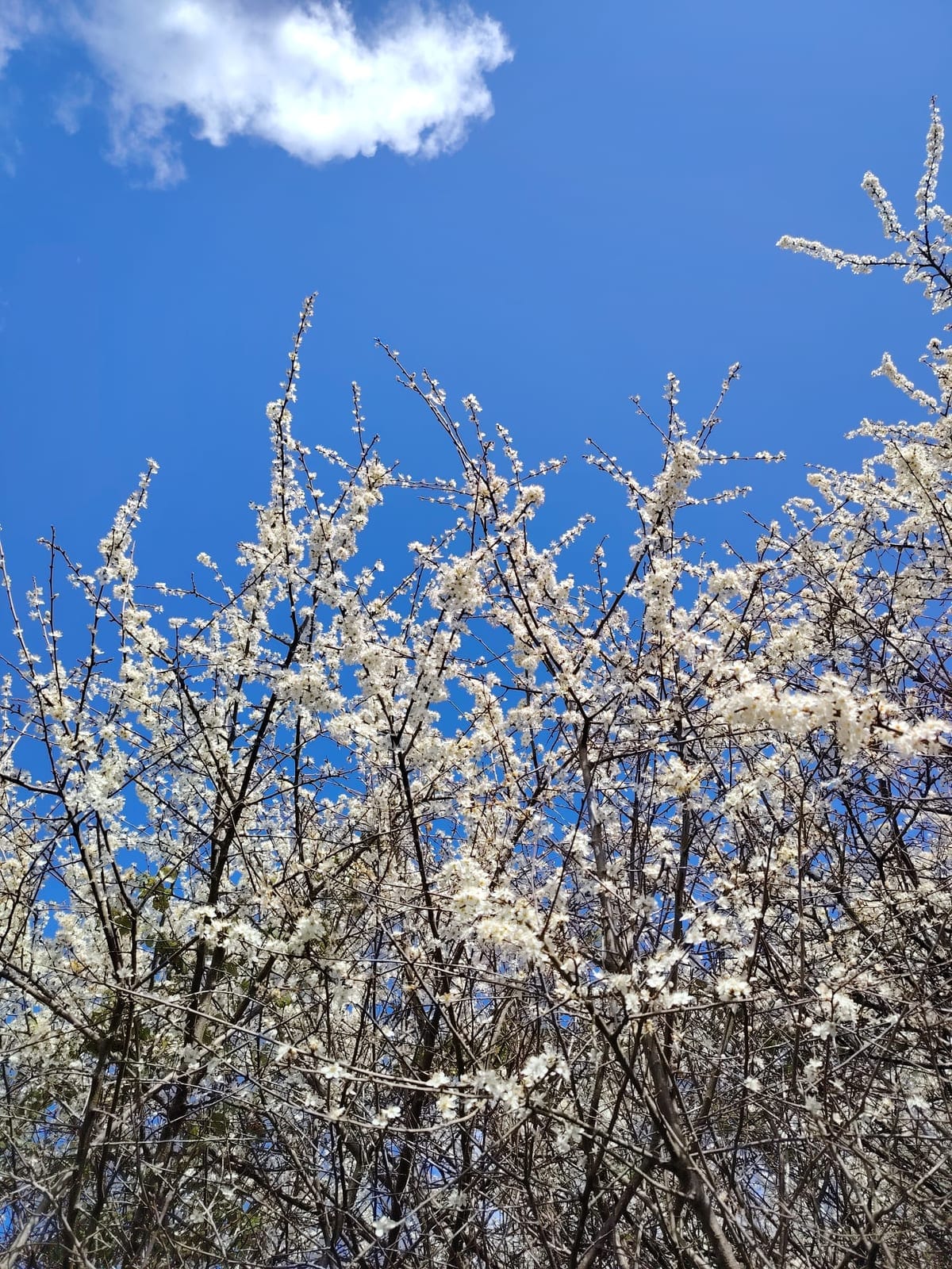 Blossom branches against a bright blue sky Lana photographed for reference