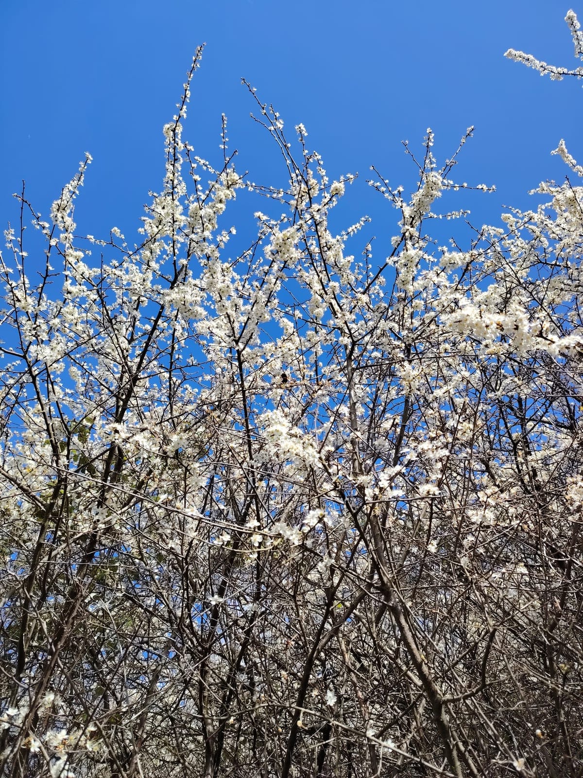 Blossom branches against a blue sky Lana photographed for reference