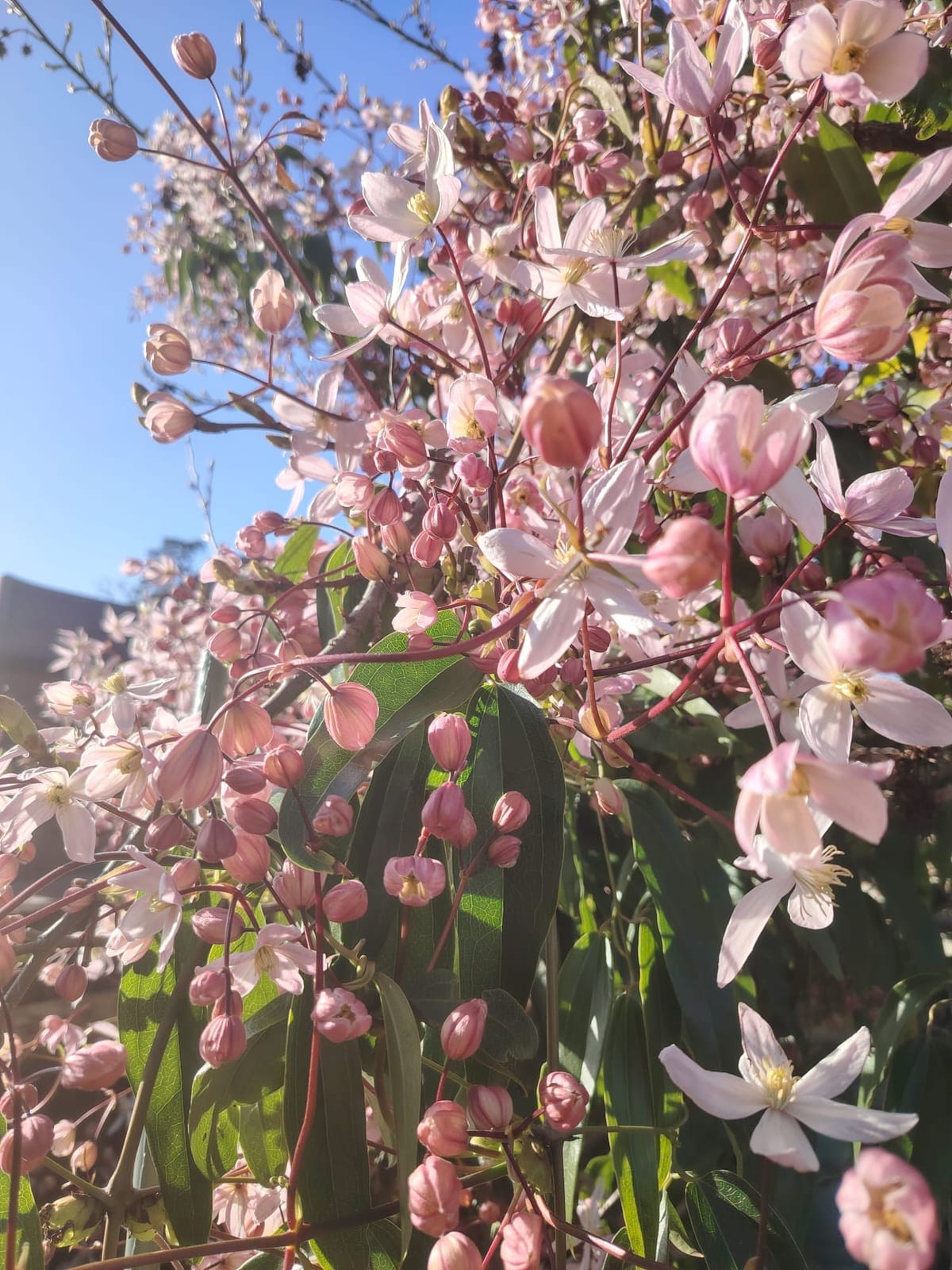 Pale pink and white clematis blooms Lana photographed for reference
