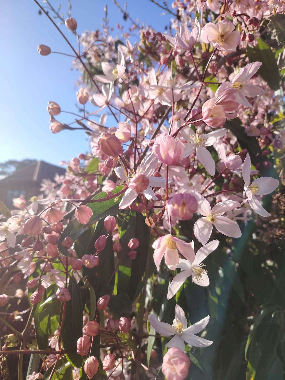 Pink and white clematis blooms in the sunlight Lana photographed for reference