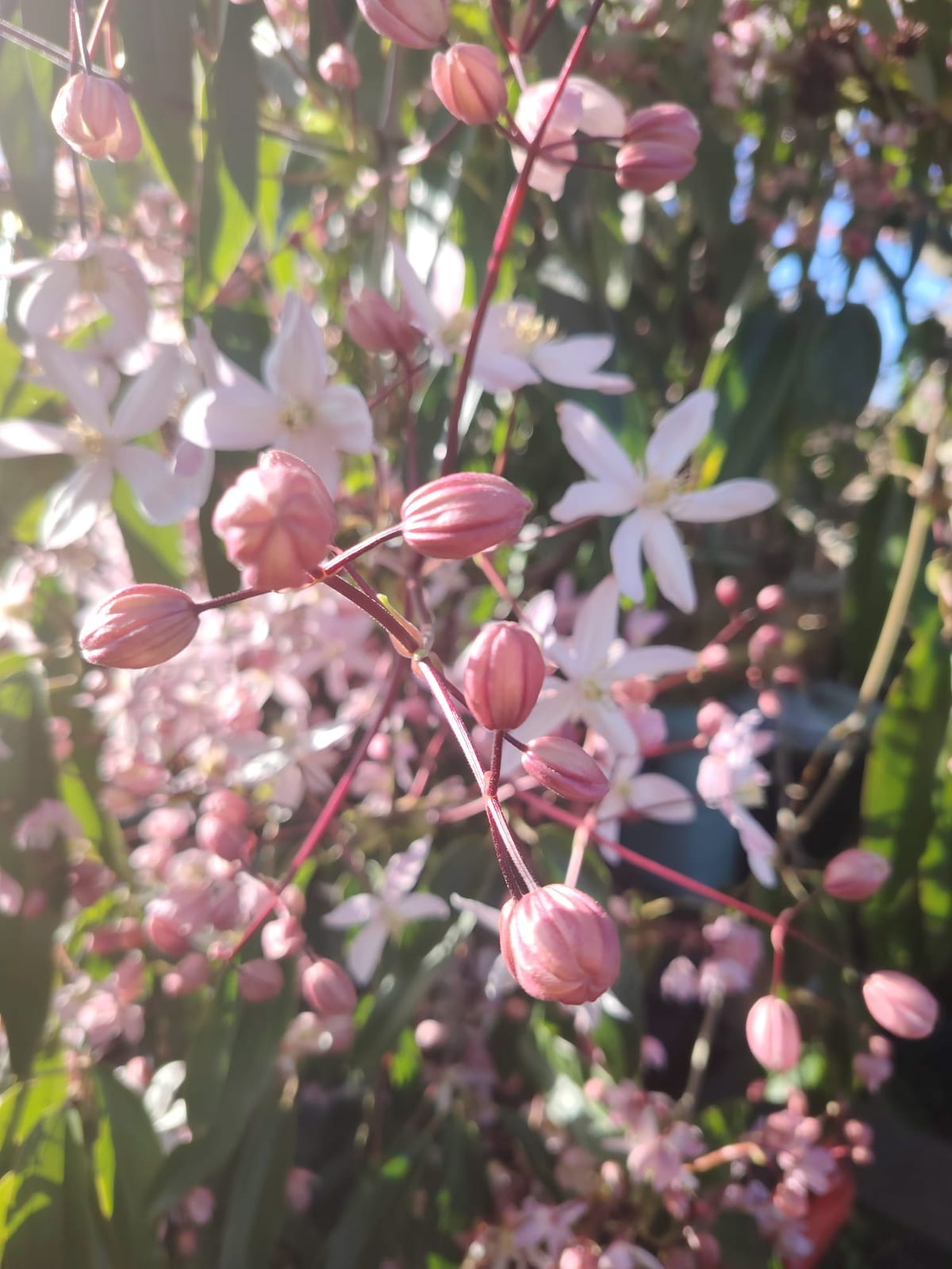 Pink clematis buds opening into white flowers Lana photographed for reference