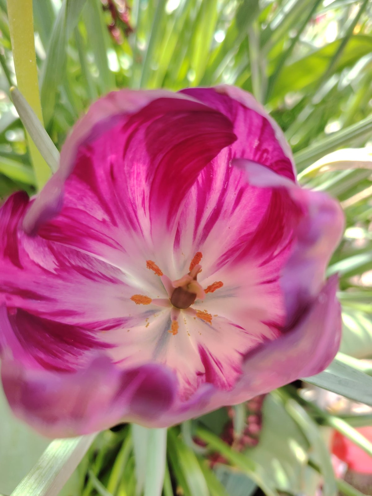 Intricately layered coral and peach dahlia petals in morning light