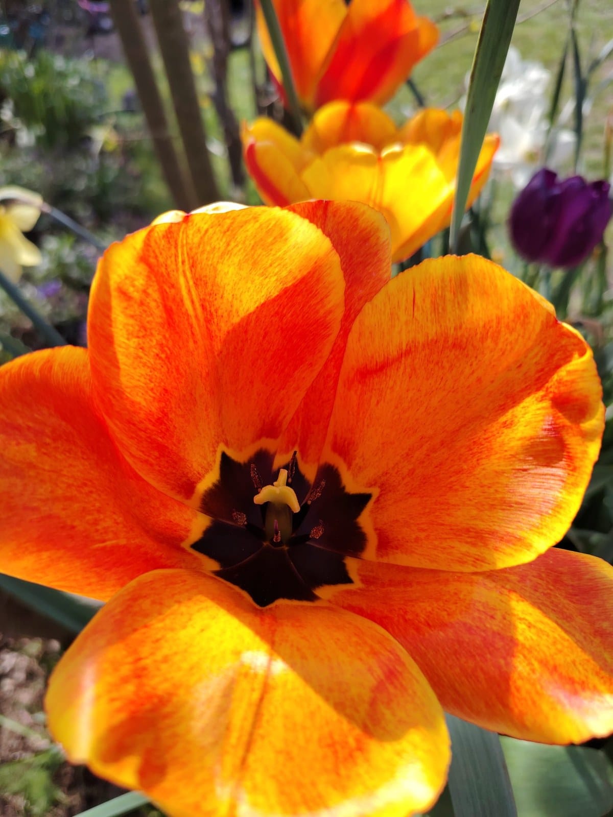 Bright golden rudbeckia petals and dark centres glowing in the sunshine