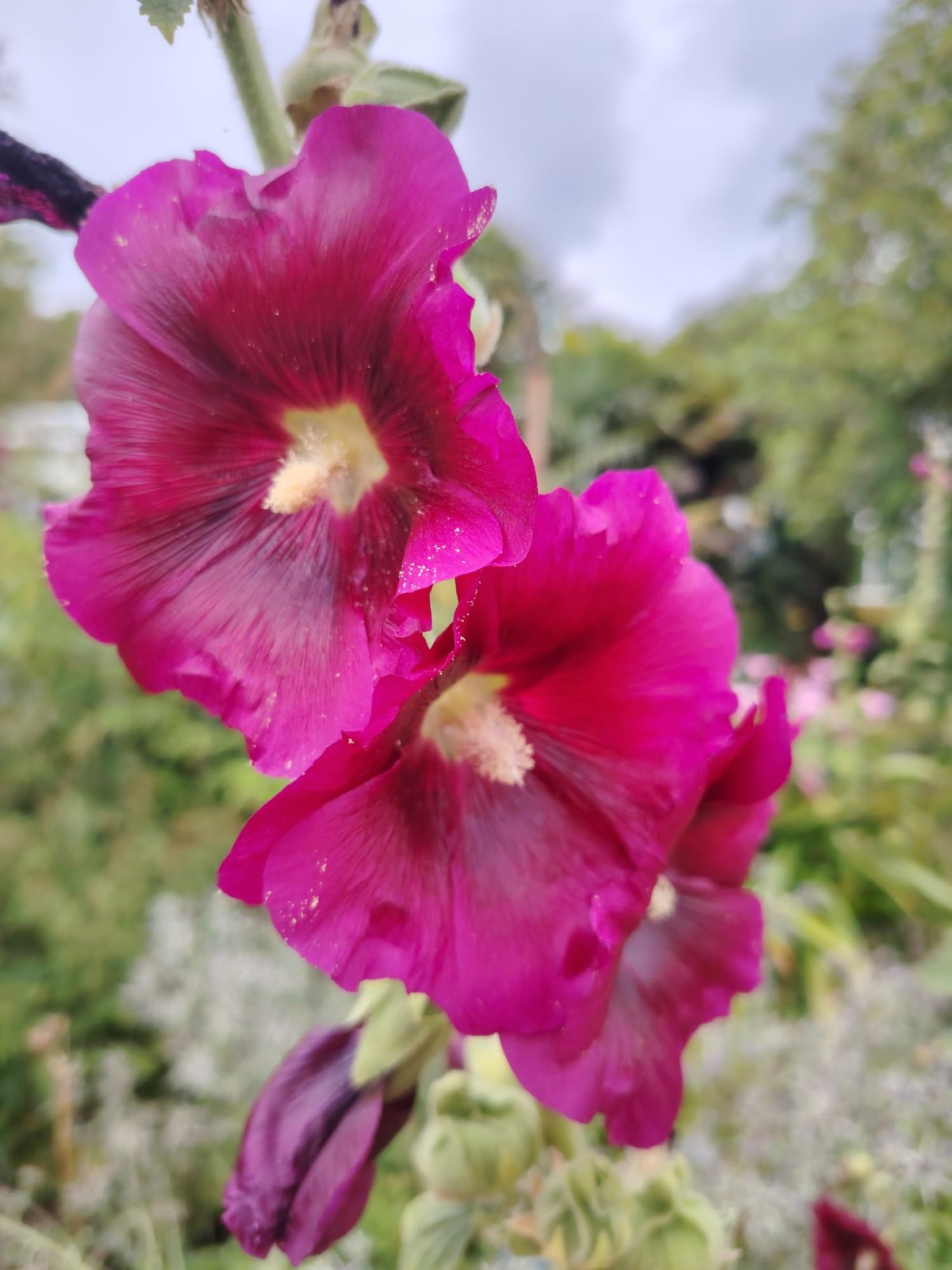 Statuesque hollyhocks in dusty rose and dark berry against a stone wall