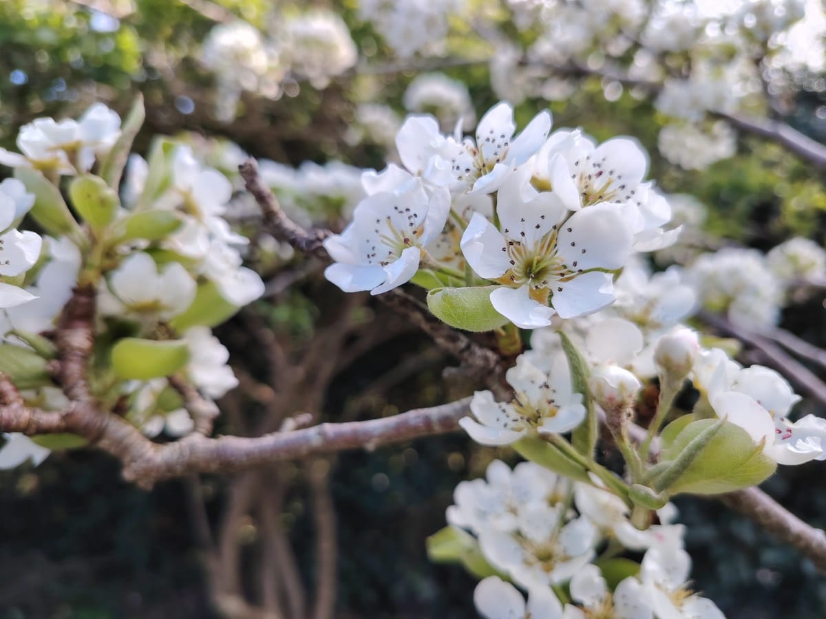 Close-up of white pear blossom Lana photographed for reference
