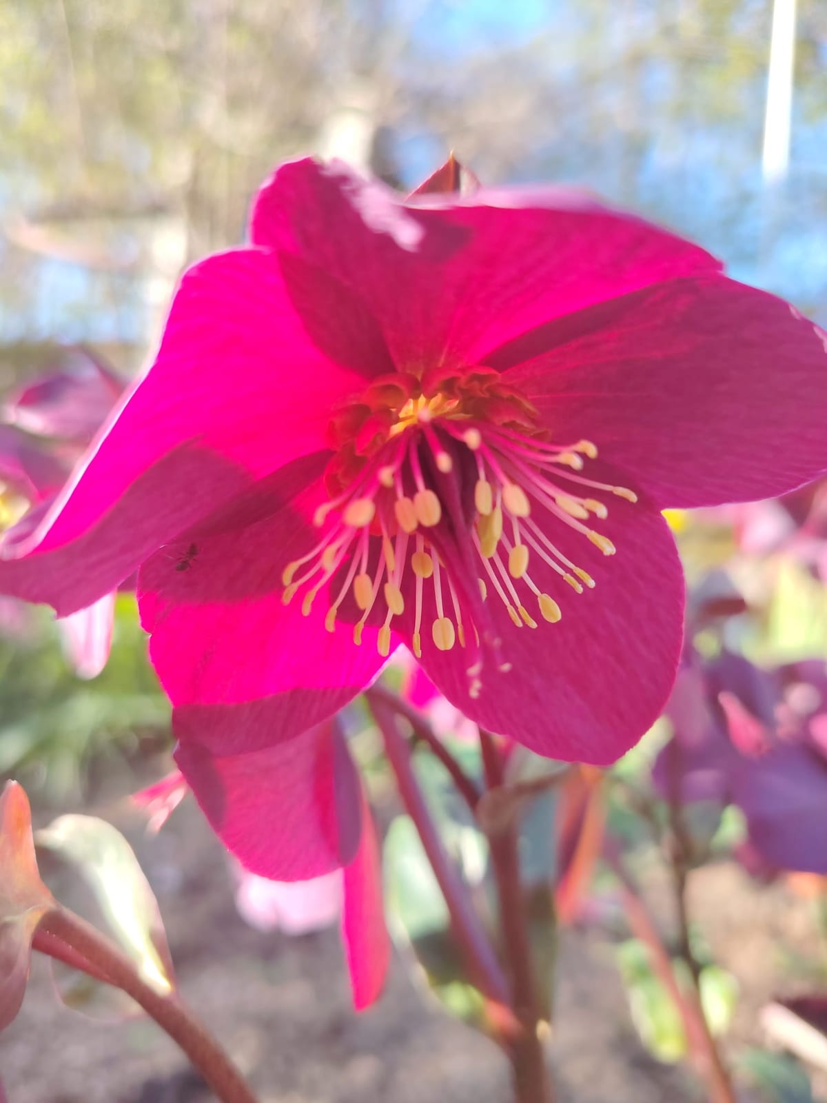 A hot pink hellebore flower Lana photographed for reference