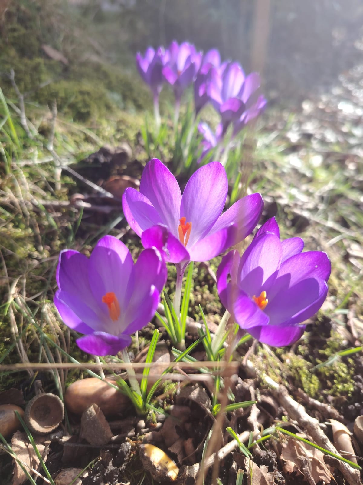 Purple crocuses with orange stamens Lana photographed for reference