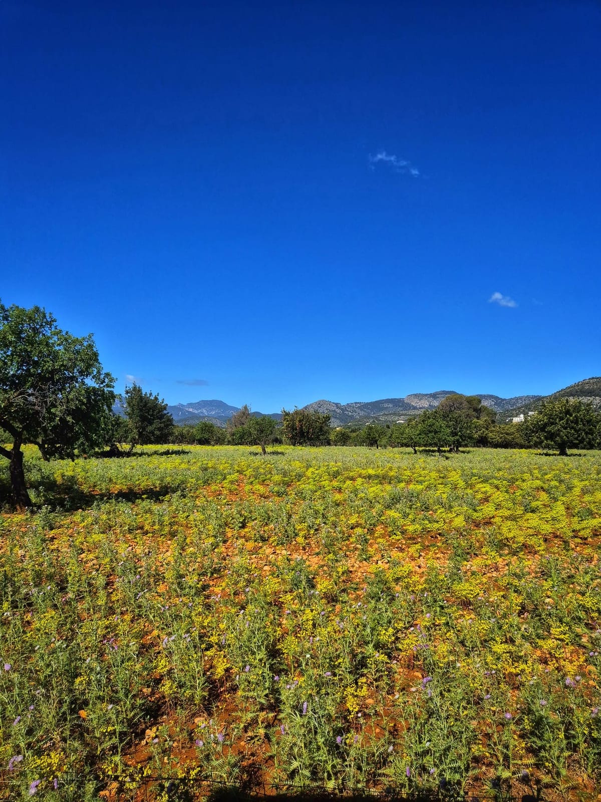 A wildflower field with hills in the distance Lana photographed for reference